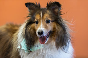Happy dog cared for at Pet Care Plus in Chicago