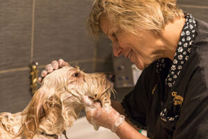 Full-Service Dog Grooming Chicago