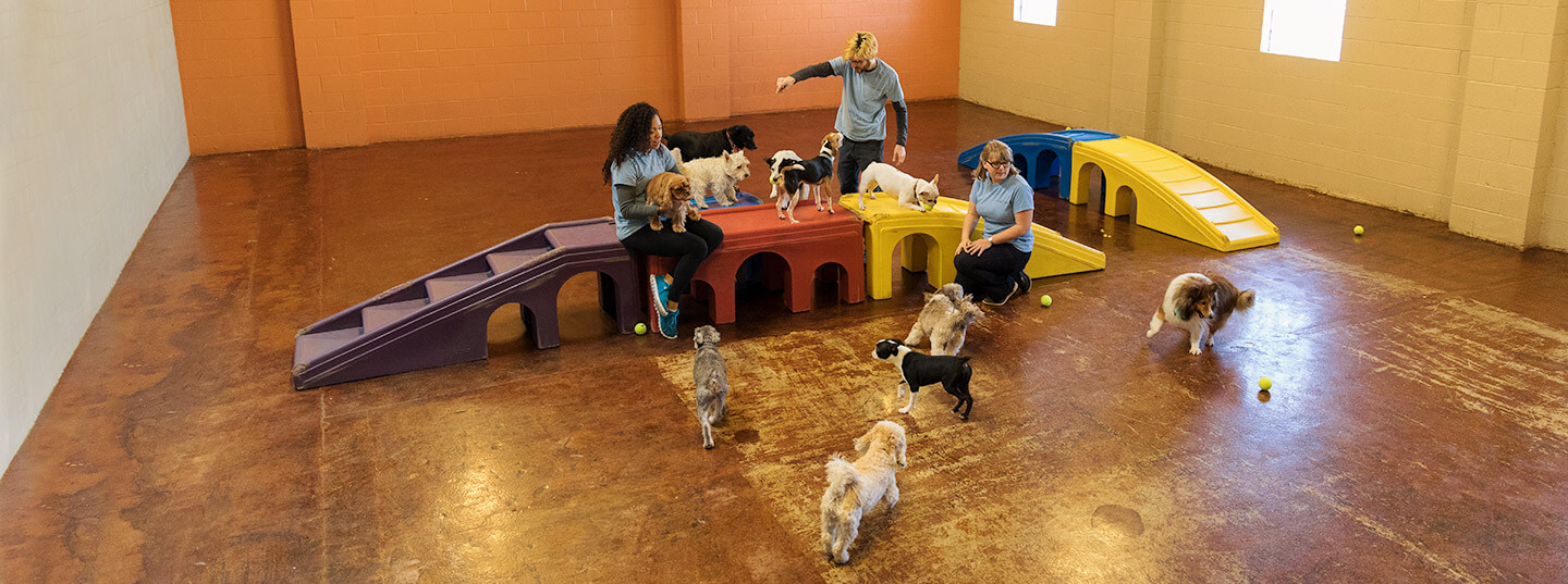 Dog daycare playgroup at Pet Care Plus