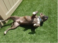Dog Socialization