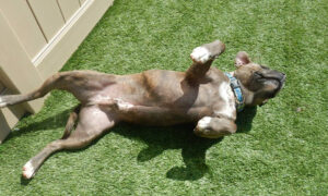 Dog boredom solutions