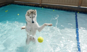 Pet care tips