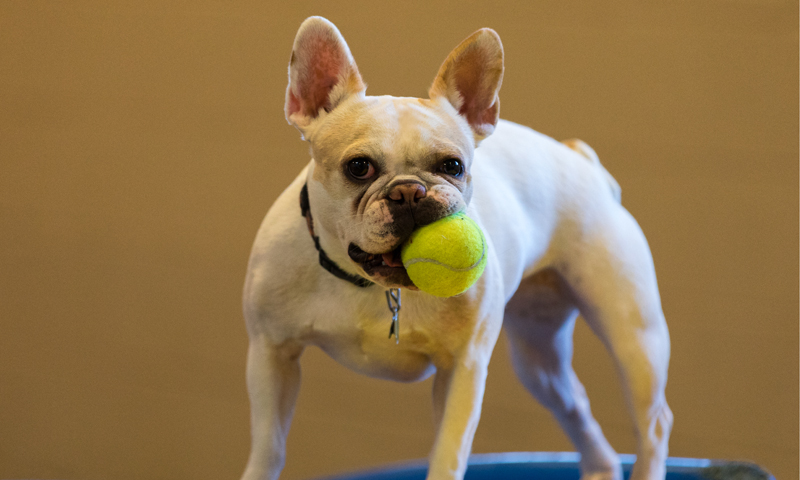 Great Indoor Activities to Keep Your Pup Busy This Winter
