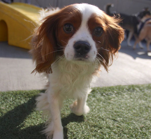 Dog enrichment ideas