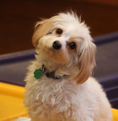 A dog settling in at Pet Care Plus in Chicago's West Loop