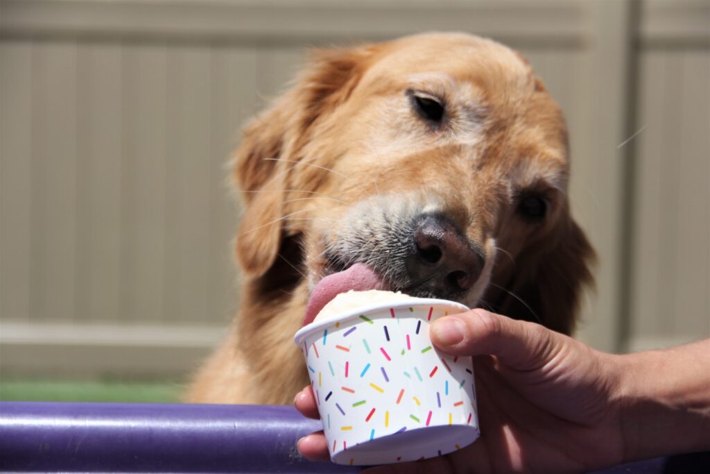 Dog Socialization