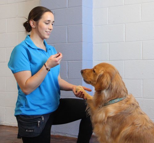 Private dog training