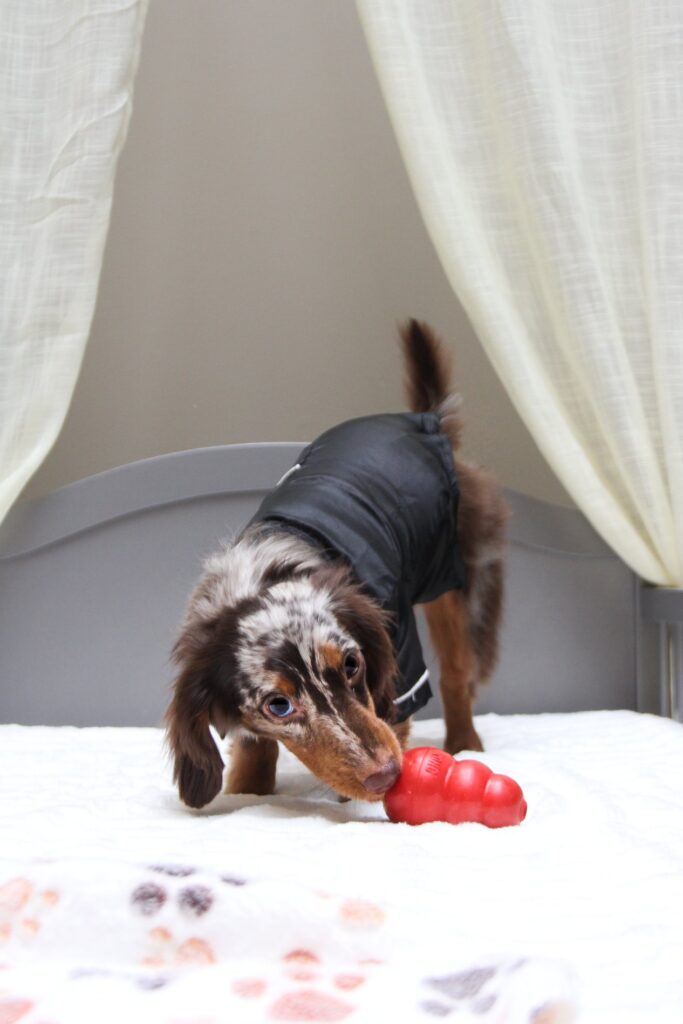 Dog Socialization