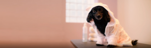 Pet bath wipes