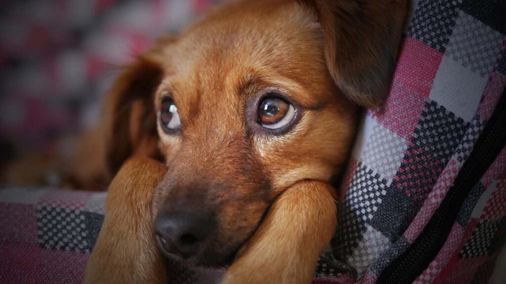 tired dog