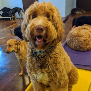 Dog Treats for Cold Days | Fun Frozen KONG Recipes