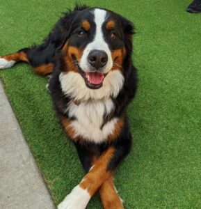 Keep your dog busy indoors with DIY frozen treats