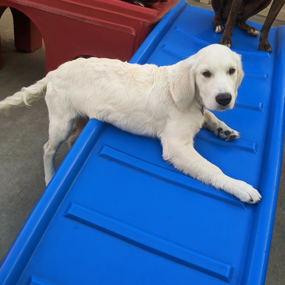 grroming dog