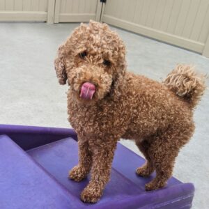 KONG recipes for dogs