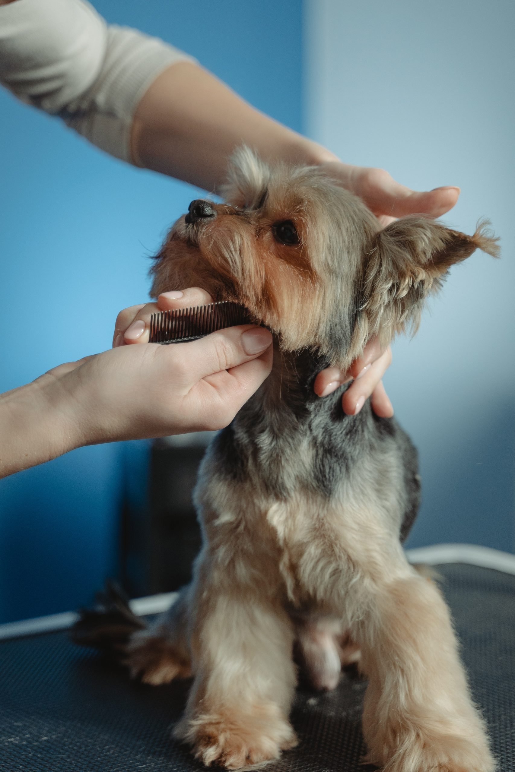 Dog being gently groomed and brushed at Pet Care Plus in Chicago