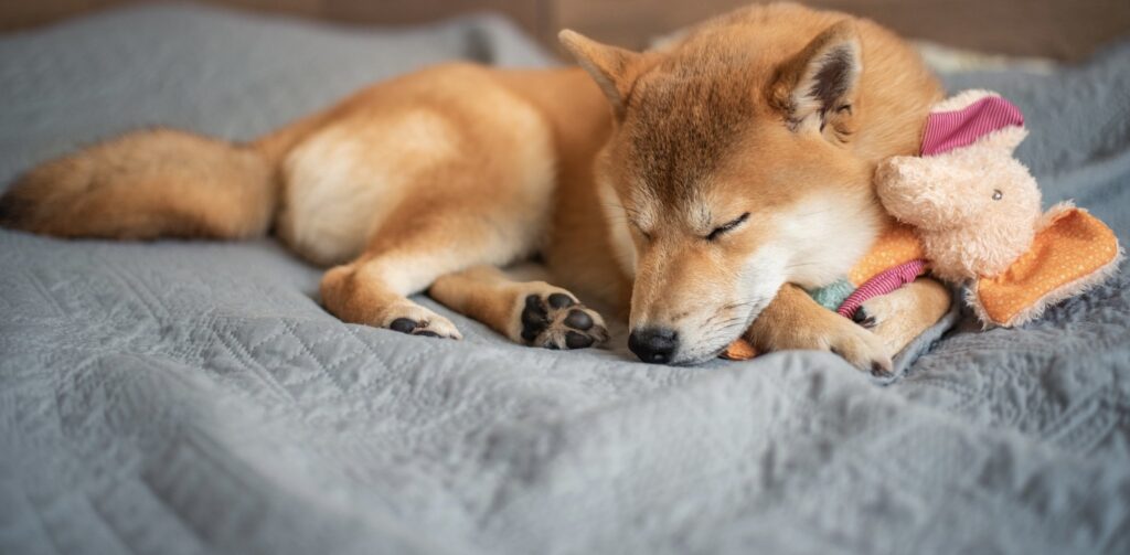 Packing For Your Pet's Boarding Week (Or Weekend) Away!