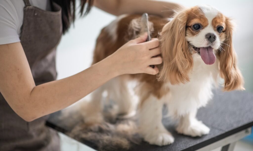 Grooming Tips