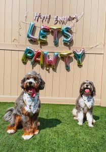 Valentine’s dog treat sale
