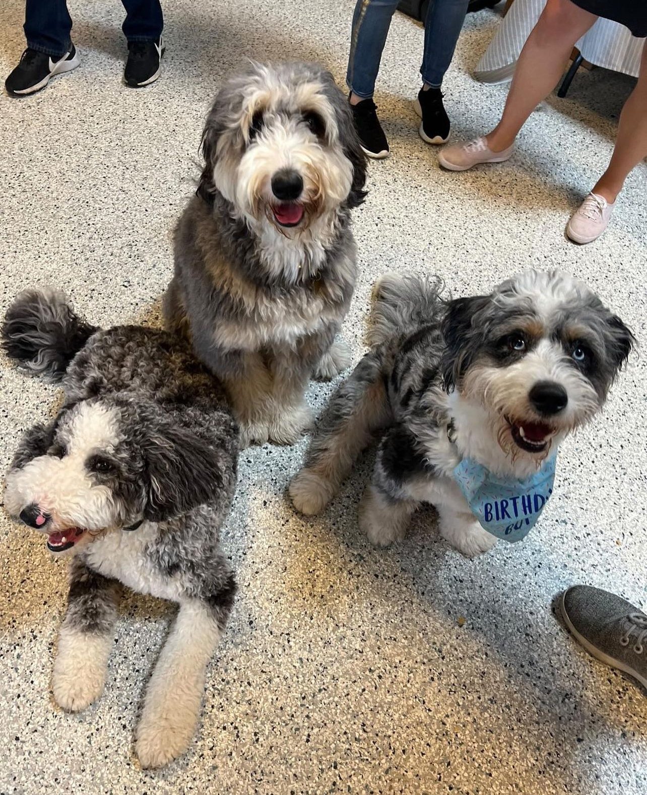 Dogs at play at Pet Care Plus dog boarding in Chicago