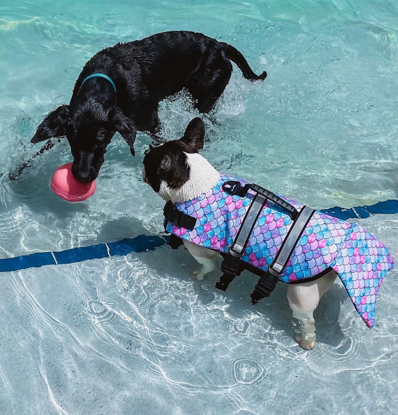 Hands-on pet care at Pet Care Plus