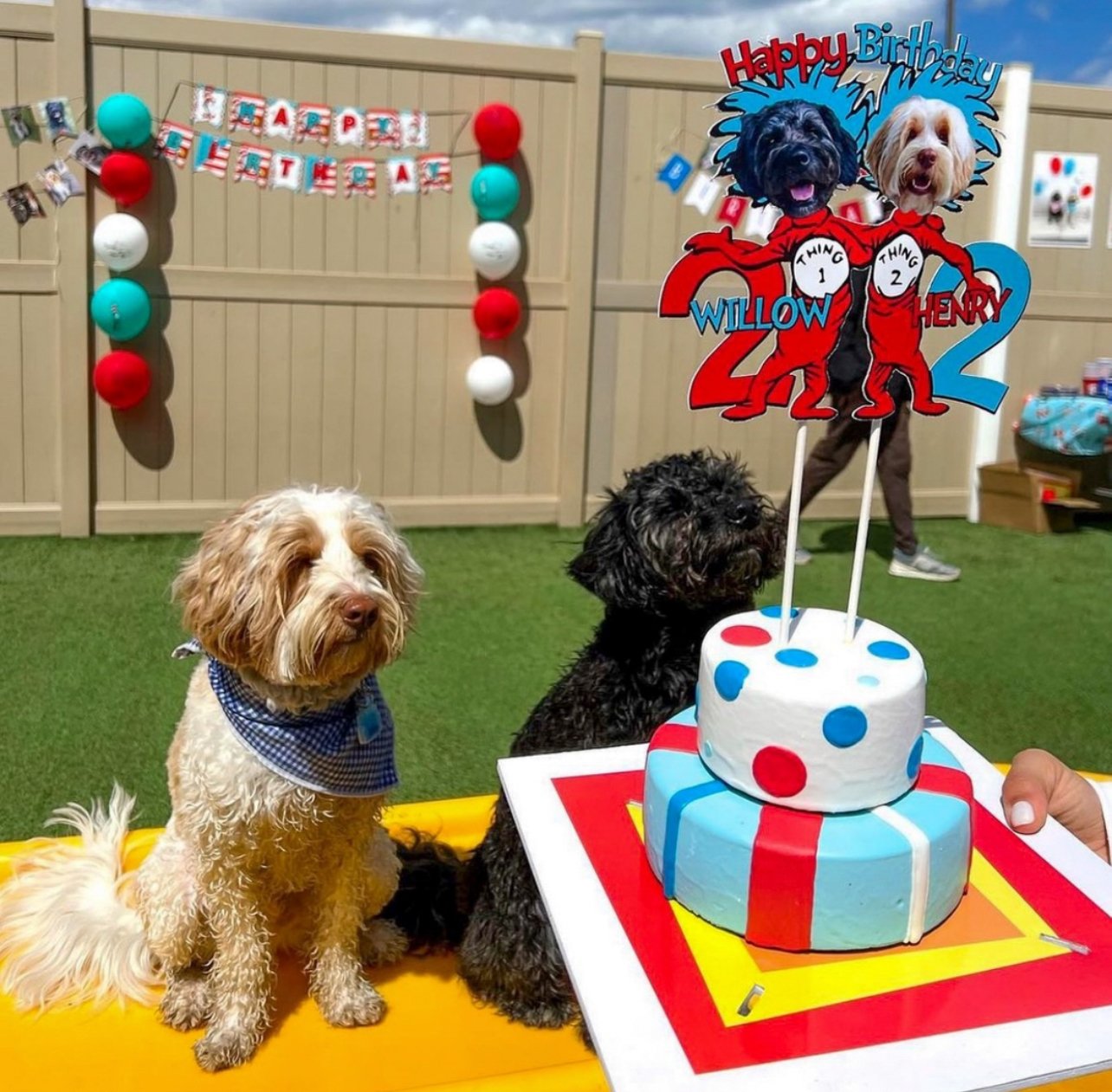 Pet Care Plus team caring for dogs