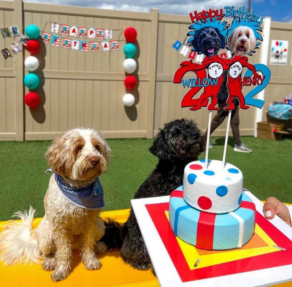 Valentine’s gifts for dogs