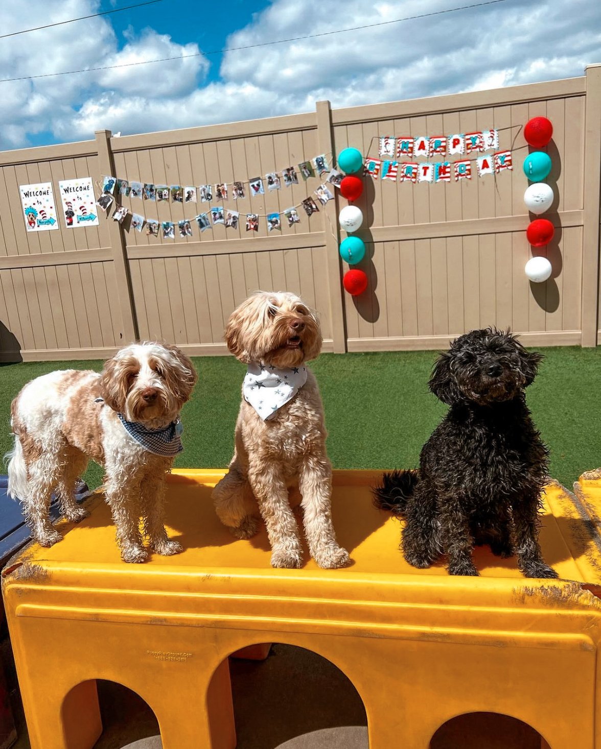 The Pet Care Plus team at work in Chicago