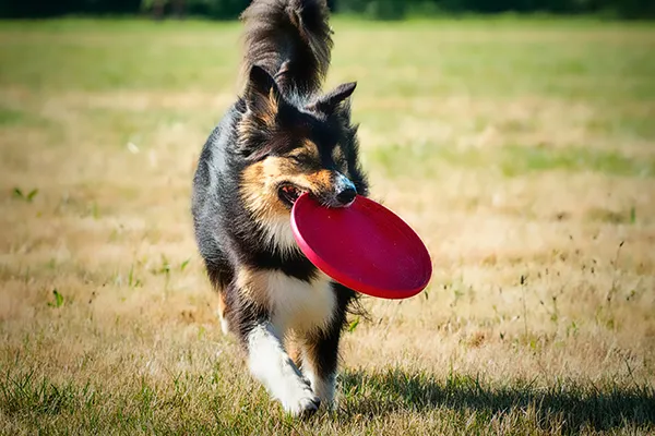 Pet Care Plus, family-owned in Chicago&rsquo;s West Loop since 1998