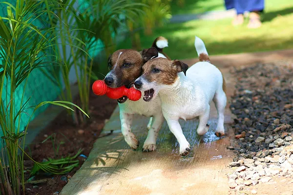Puppy socialization at Pet Care Plus