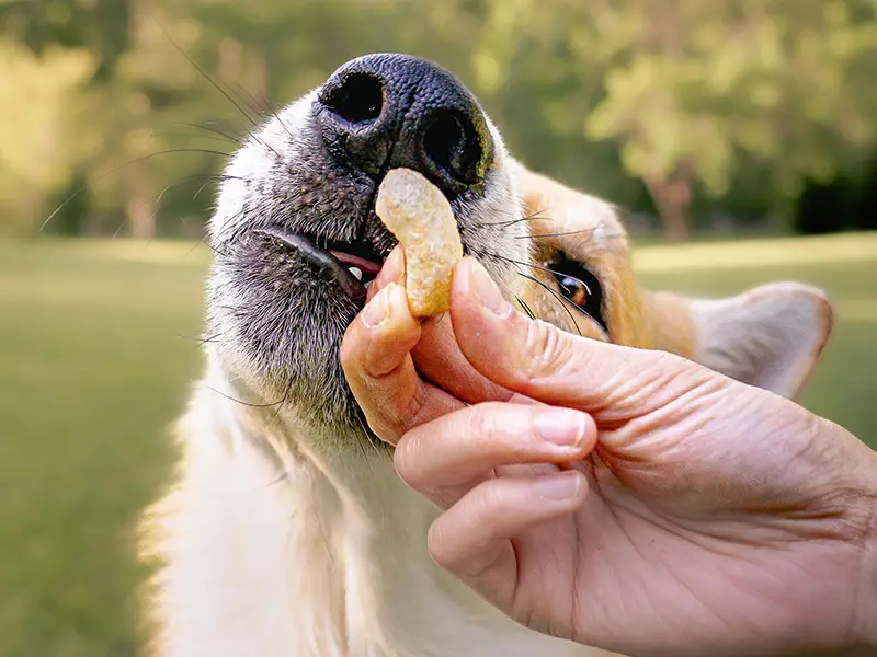 dog smelling treat