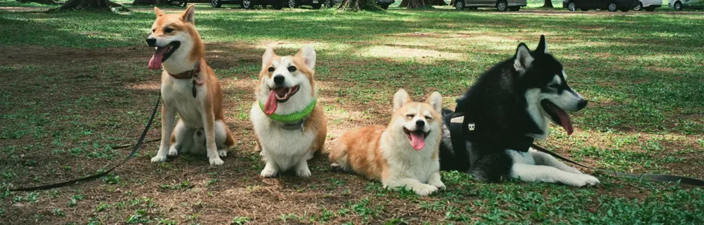four dogs in a park