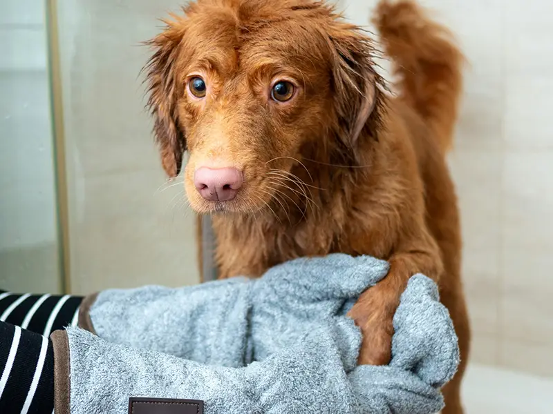 wet dog being dryed off
