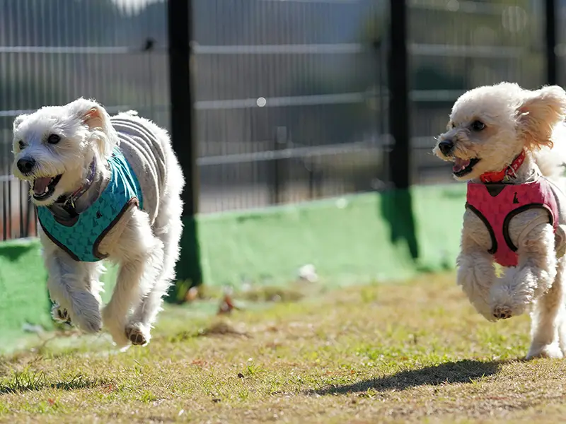 Rescue and adoption event