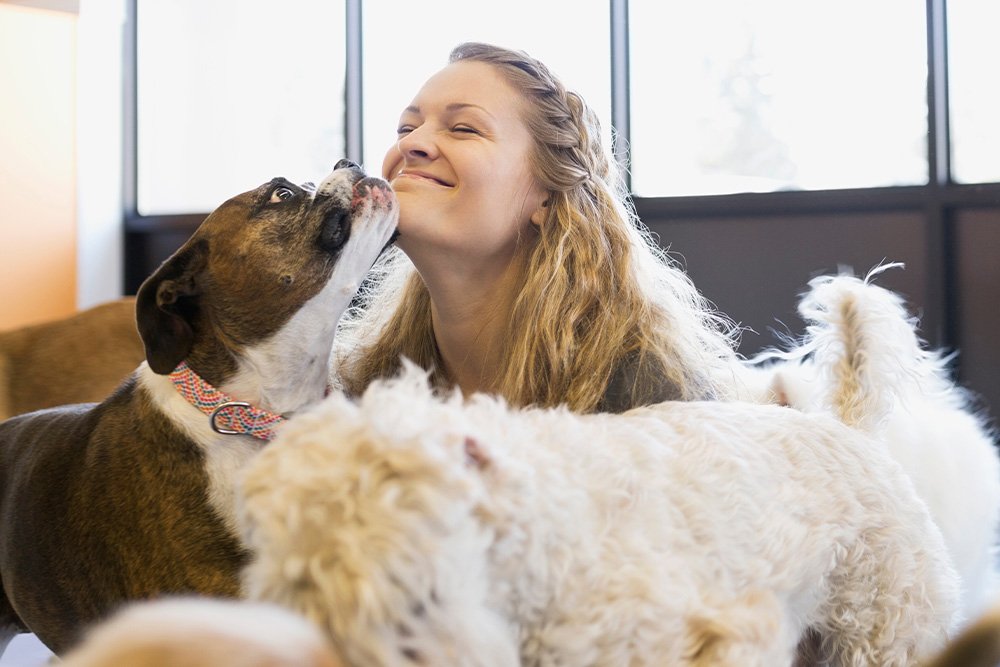 woman doggie daycare worker playing with dogs