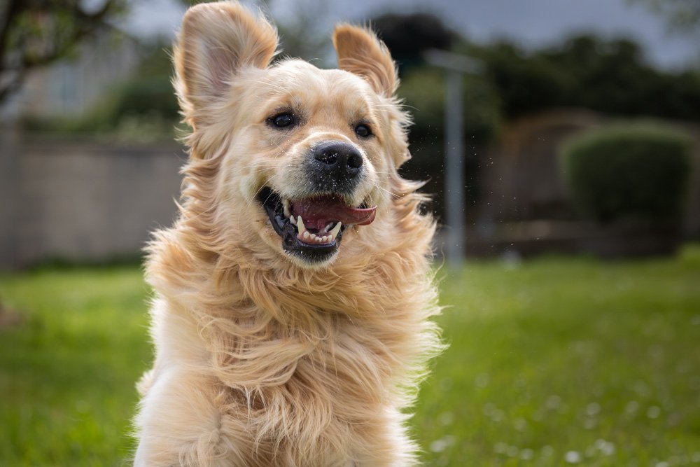 happy golden retriever at doggie daycare boarding facility in chicago