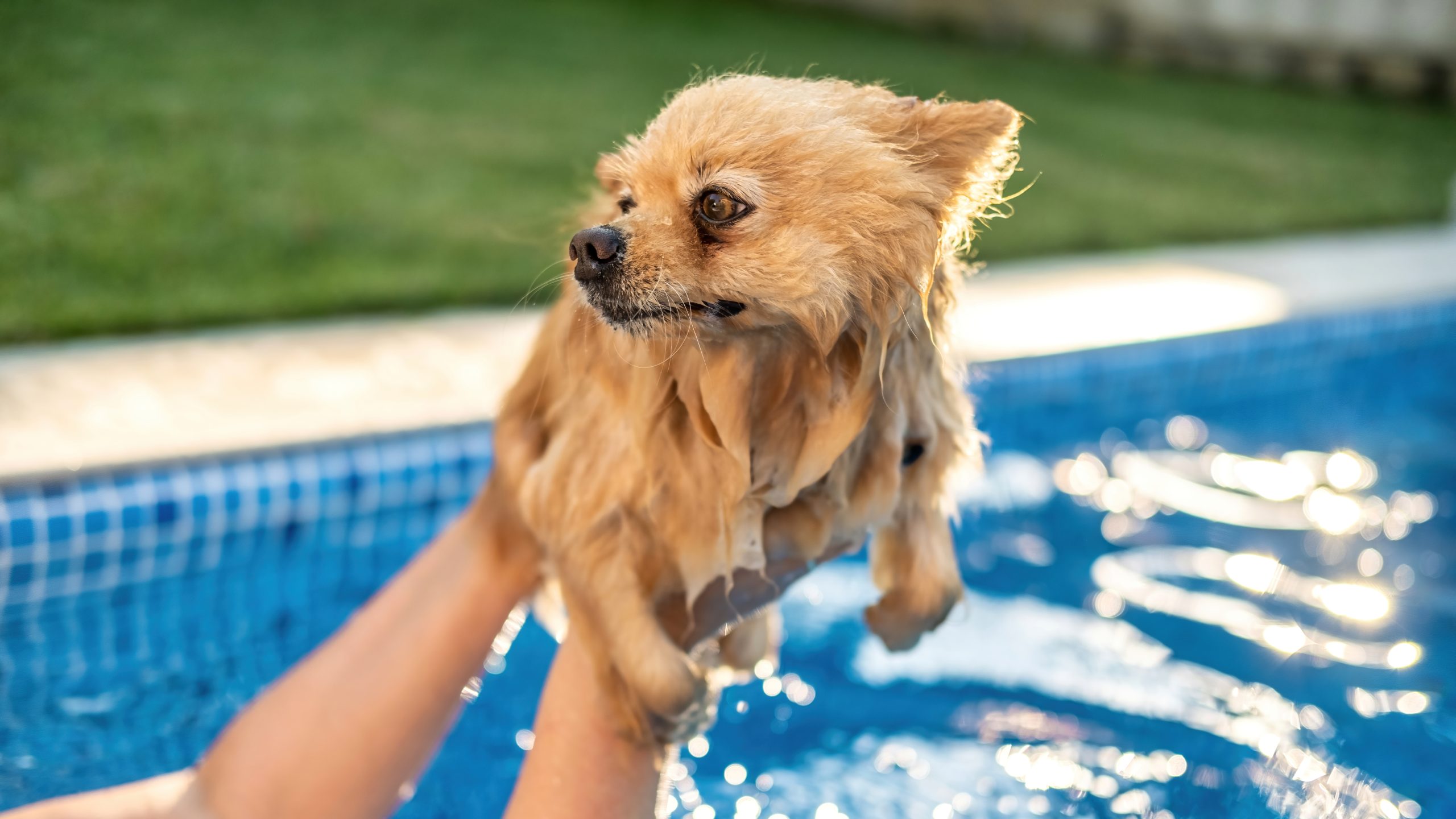 Dog enjoying the heated saltwater pool at Pet Care Plus in Chicago