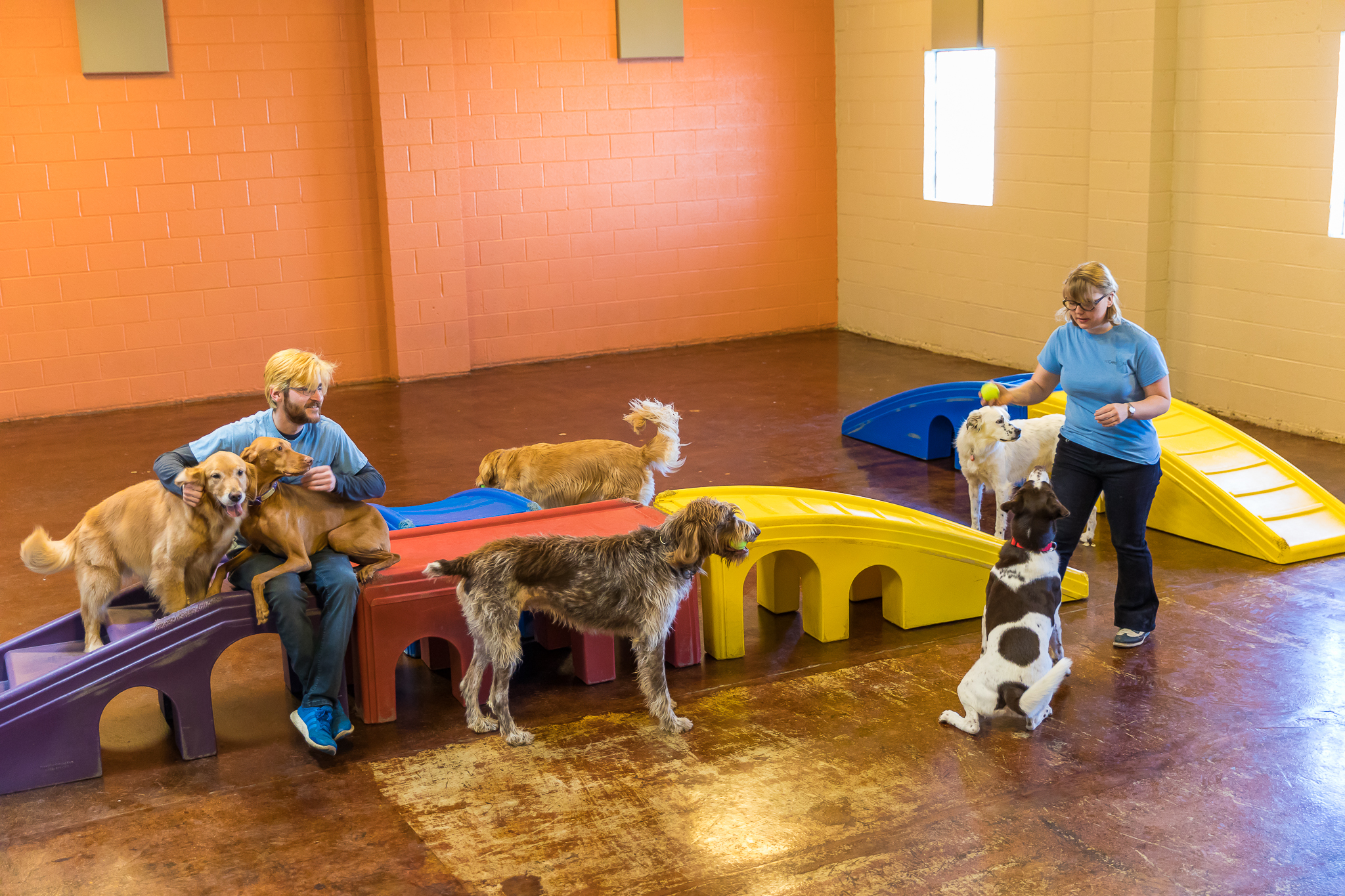 Dog daycare playgroup at Pet Care Plus